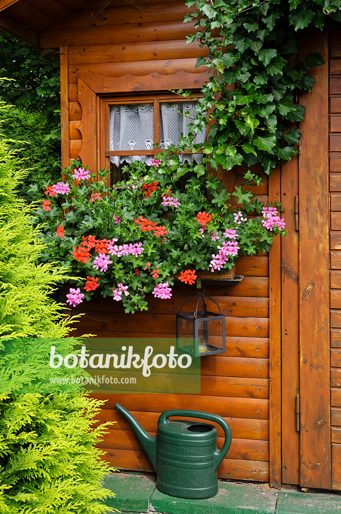 474145 - Pelargonium (Pelargonium) in front of a garden house