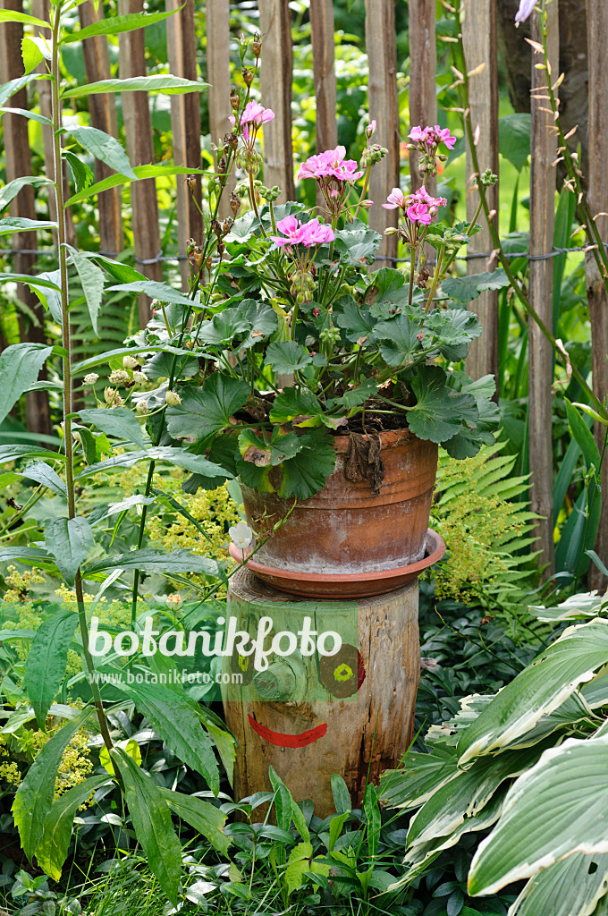 474360 - Pelargonium (Pelargonium) on a tree stump with a painted face