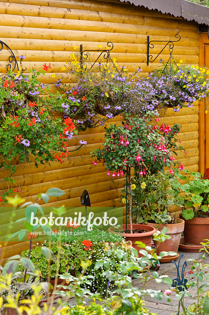 477003 - Pelargoniums (Pelargonium), fairy fan-flowers (Scaevola aemula), beggarticks (Bidens) and fuchsias (Fuchsia)