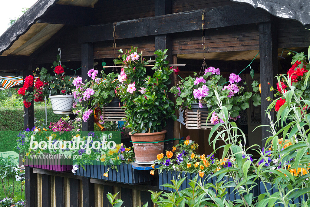 557030 - Pelargoniums (Pelargonium), violets (Viola) and Brazilian jasmine (Mandevilla syn. Dipladenia) in flower pots and flower boxes