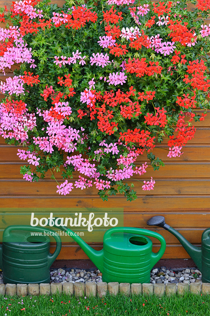 476099 - Pelargoniums (Pelargonium) with watering cans