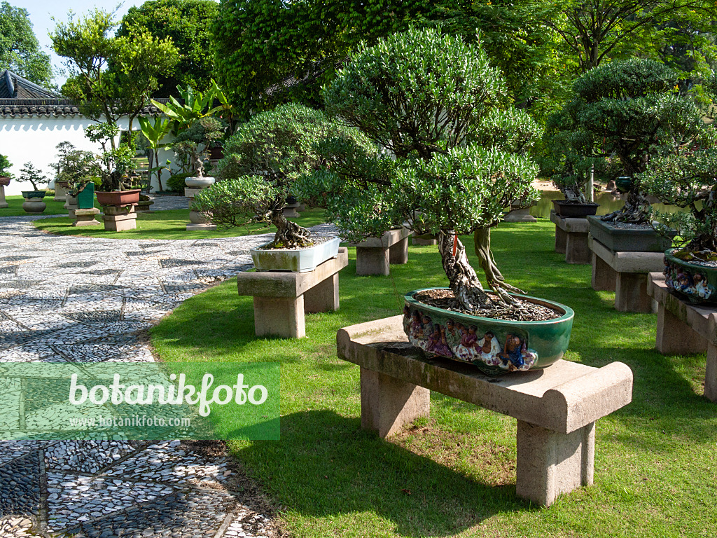 411200 - Pemphis acidula, Bonsai Garden, Singapore