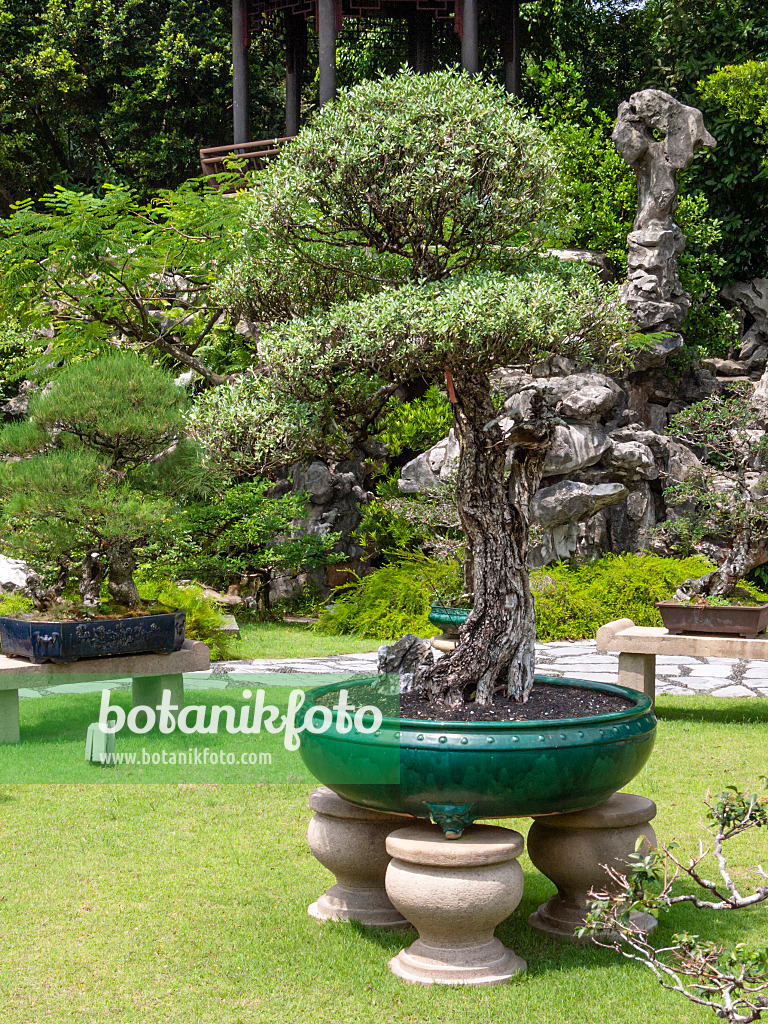 411213 - Pemphis acidula, Bonsai Garden, Singapore