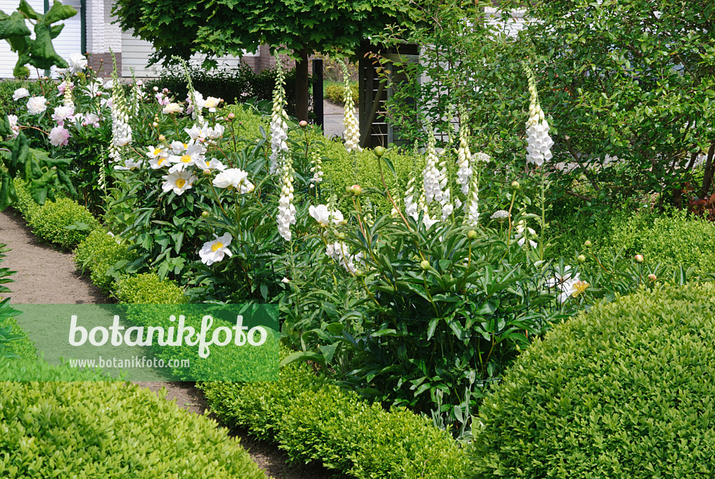 518024 - Peonies (Paeonia) and foxgloves (Digitalis) in a white formal garden