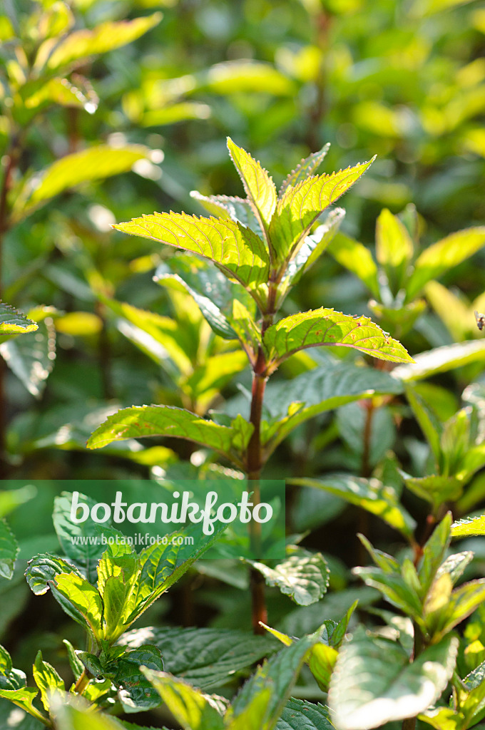 473324 - Peppermint (Mentha x piperita 'Mitcham')