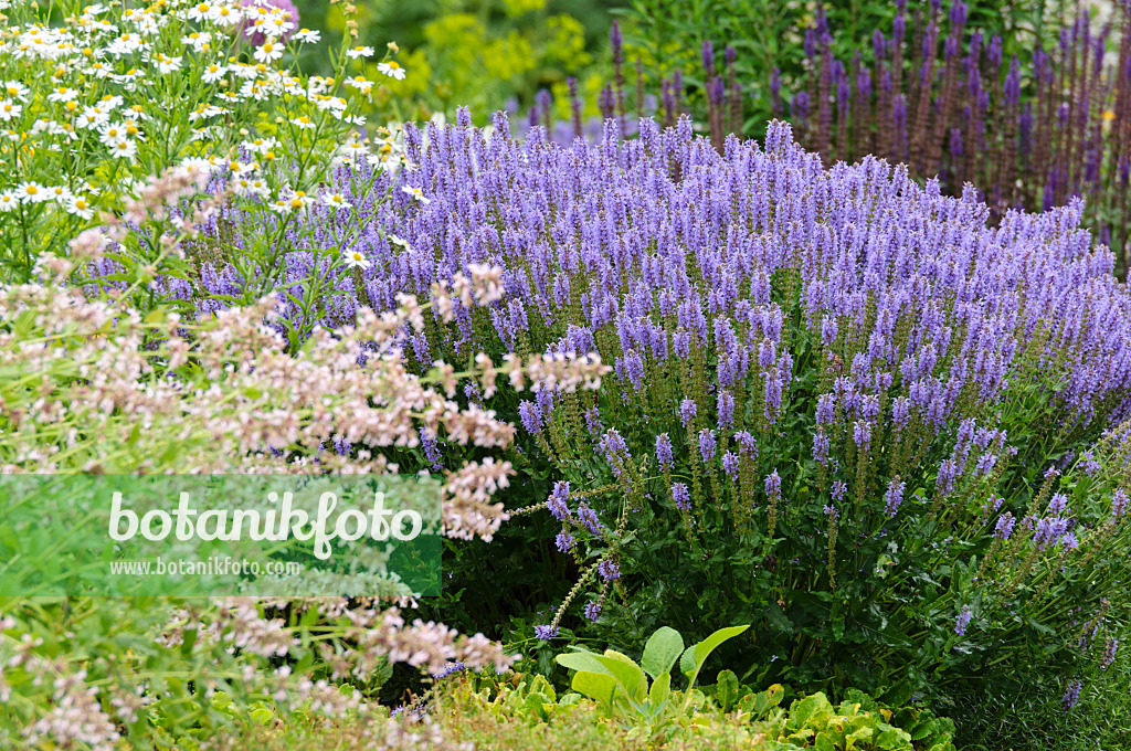 486059 - Perennial bed with sages (Salvia)