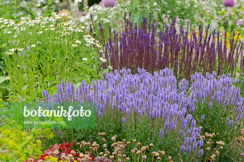 486060 - Perennial bed with sages (Salvia)