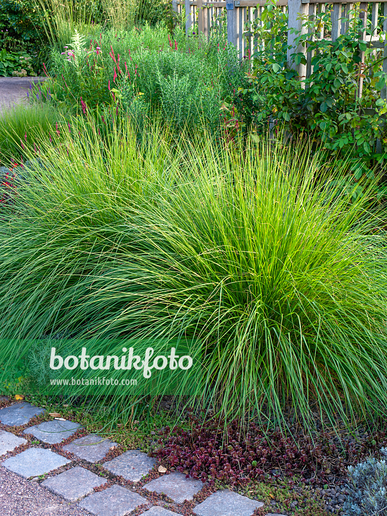 451055 - Perennial border with grasses