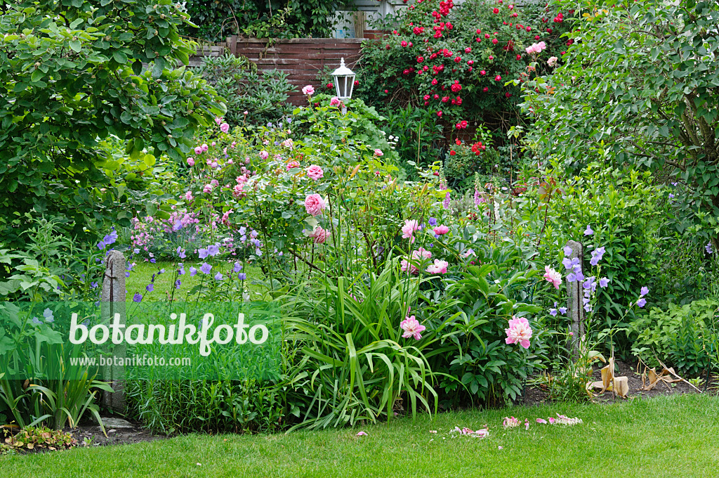 473060 - Perennial border with roses and peonies