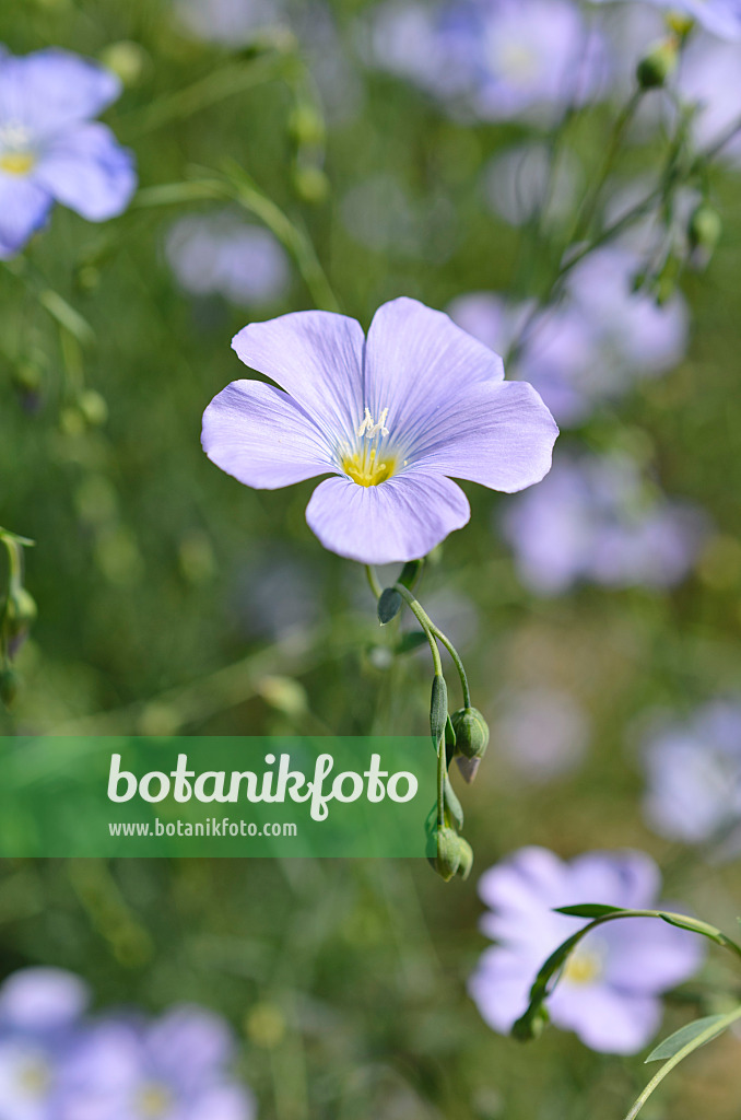 508539 - Perennial flax (Linum perenne)