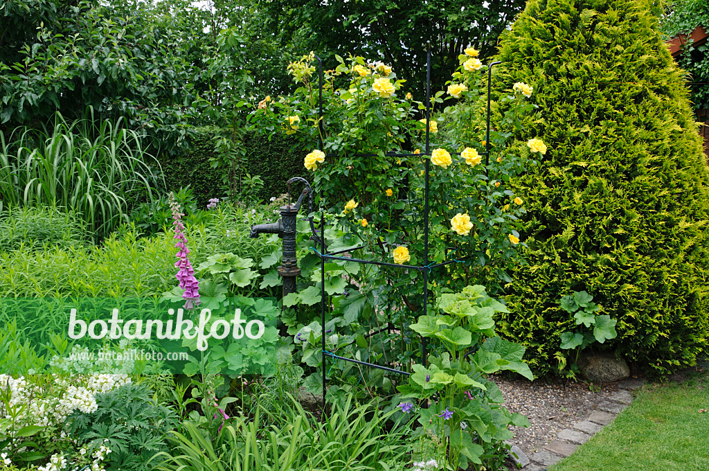 473071 - Perennial garden with climbing rose and beam pump