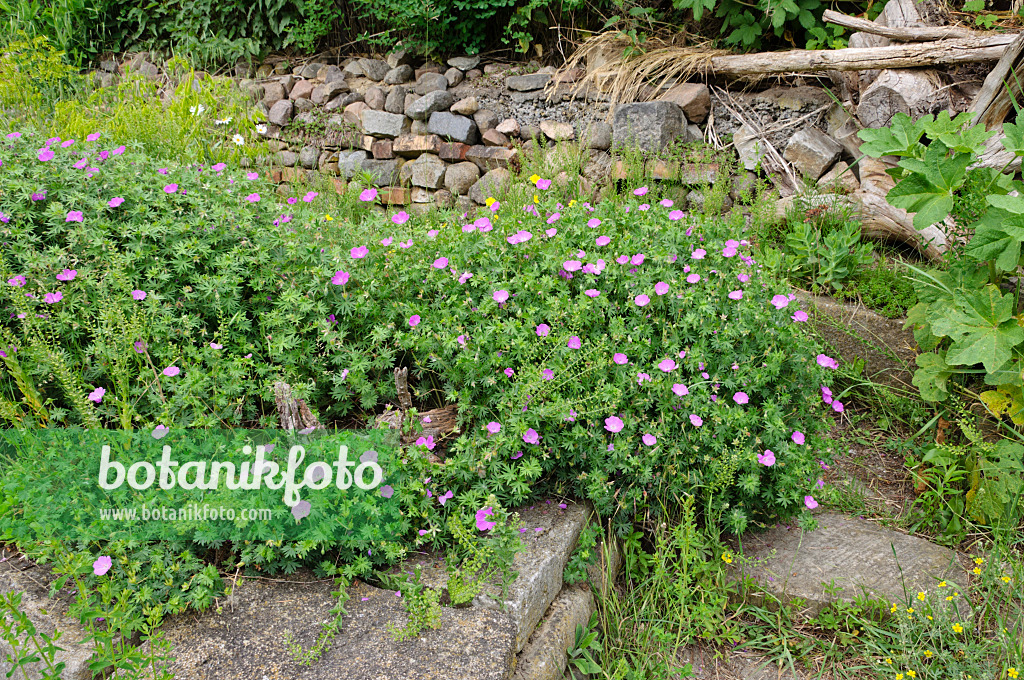 472427 - Perennial garden with dry stone wall