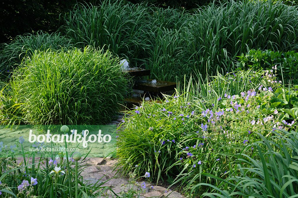 472377 - Perennial garden with fountain