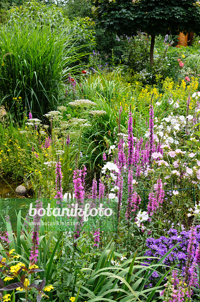 474146 - Perennial garden with purple loosestrife (Lythrum salicaria) and mallows (Malva)