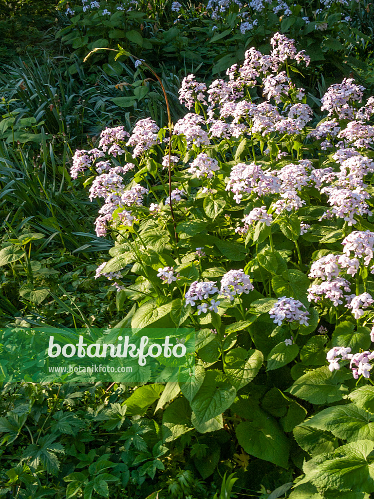 401004 - Perennial honesty (Lunaria rediviva)