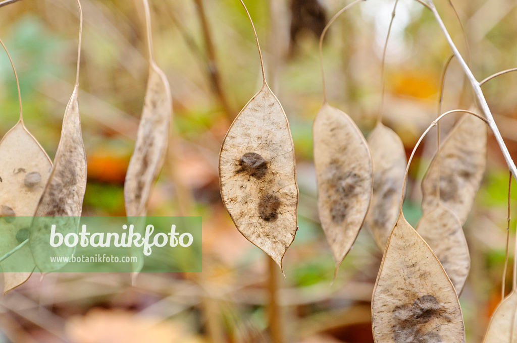 466019 - Perennial honesty (Lunaria rediviva)