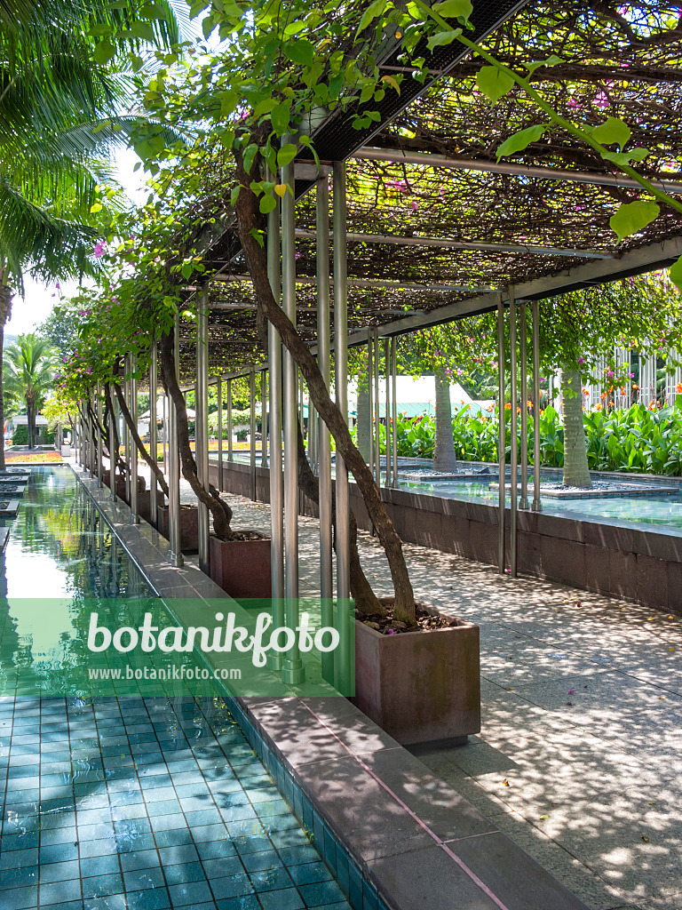 411094 - Pergola, palm trees and water basin in a tropical park, Istana Park, Singapore