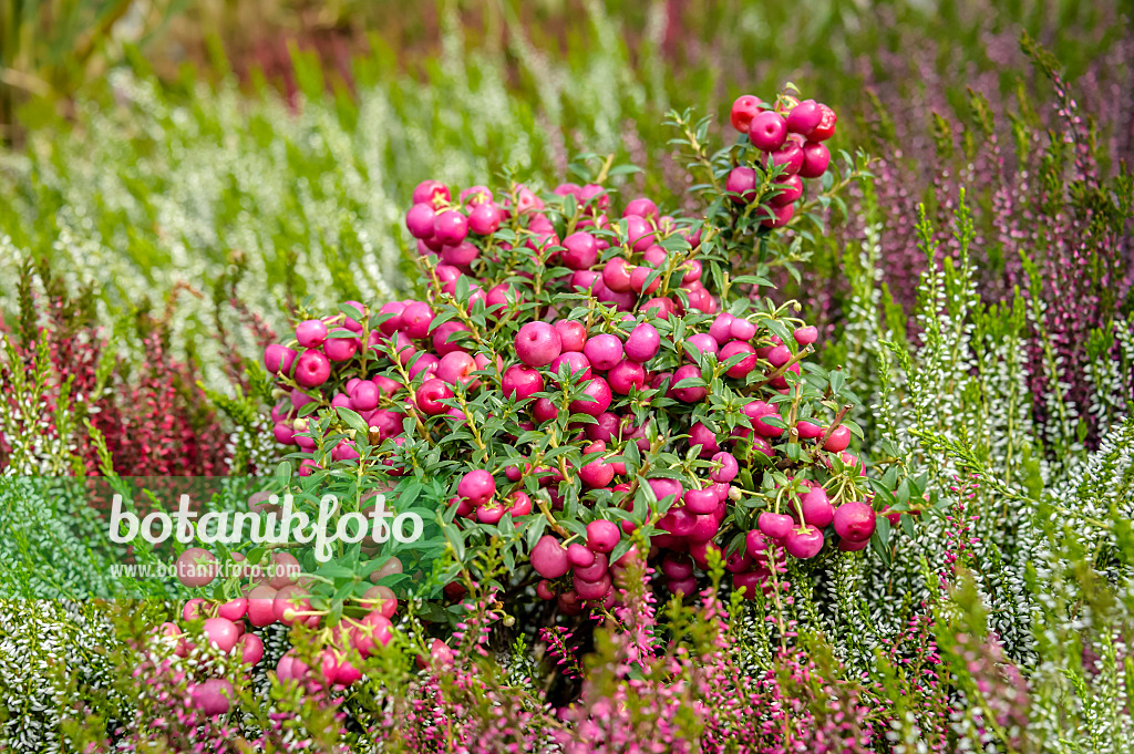 593083 - Pernettya mucronata 'Purpurea' syn. Gaultheria mucronata 593083 - Pernettya mucronata 'Purpurea' syn. Gaultheria mucronata