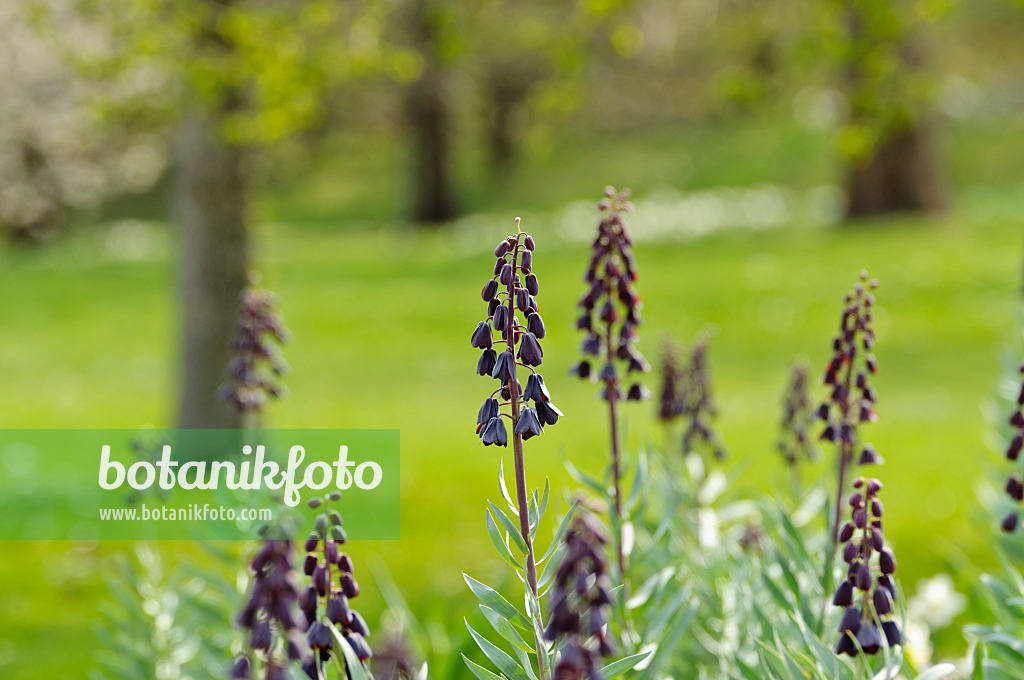 483212 - Persian bells (Fritillaria persica)