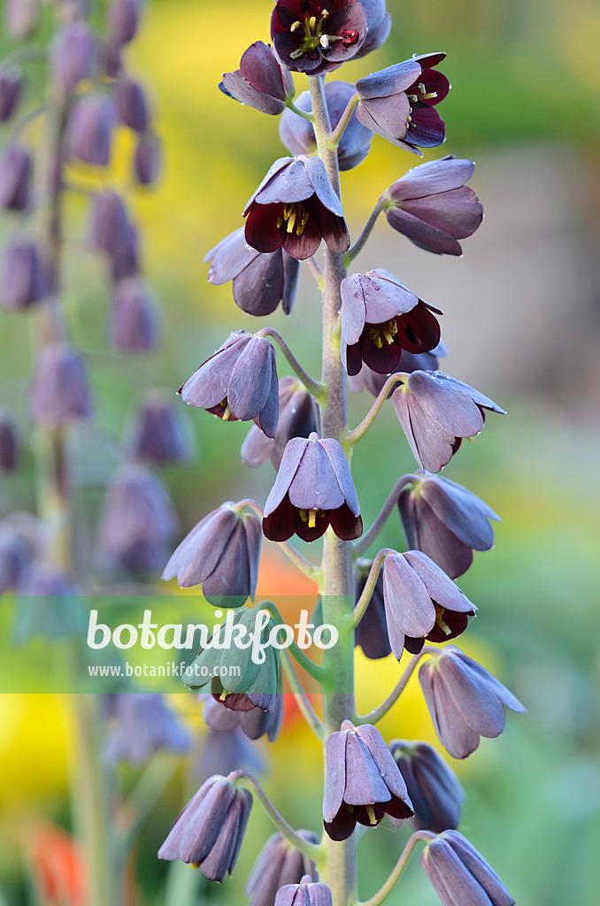 531110 - Persian bells (Fritillaria persica)