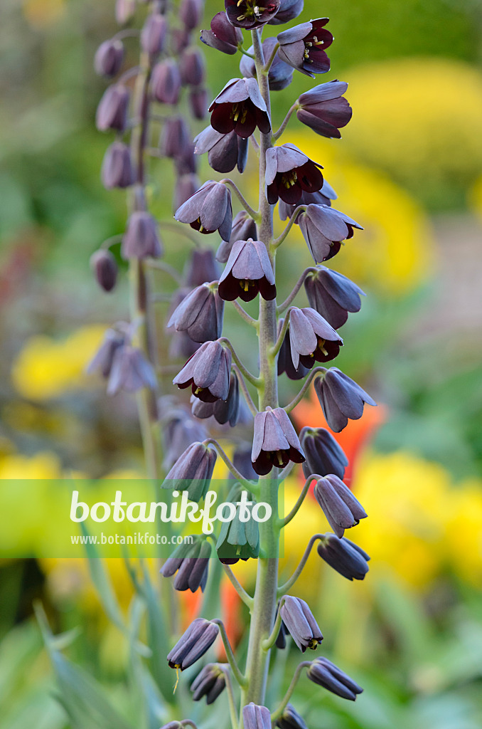 531115 - Persian bells (Fritillaria persica)