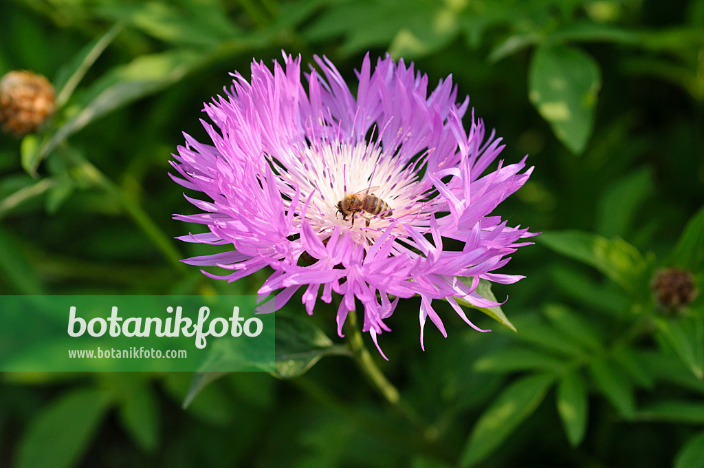 484308 - Persian cornflower (Centaurea dealbata)