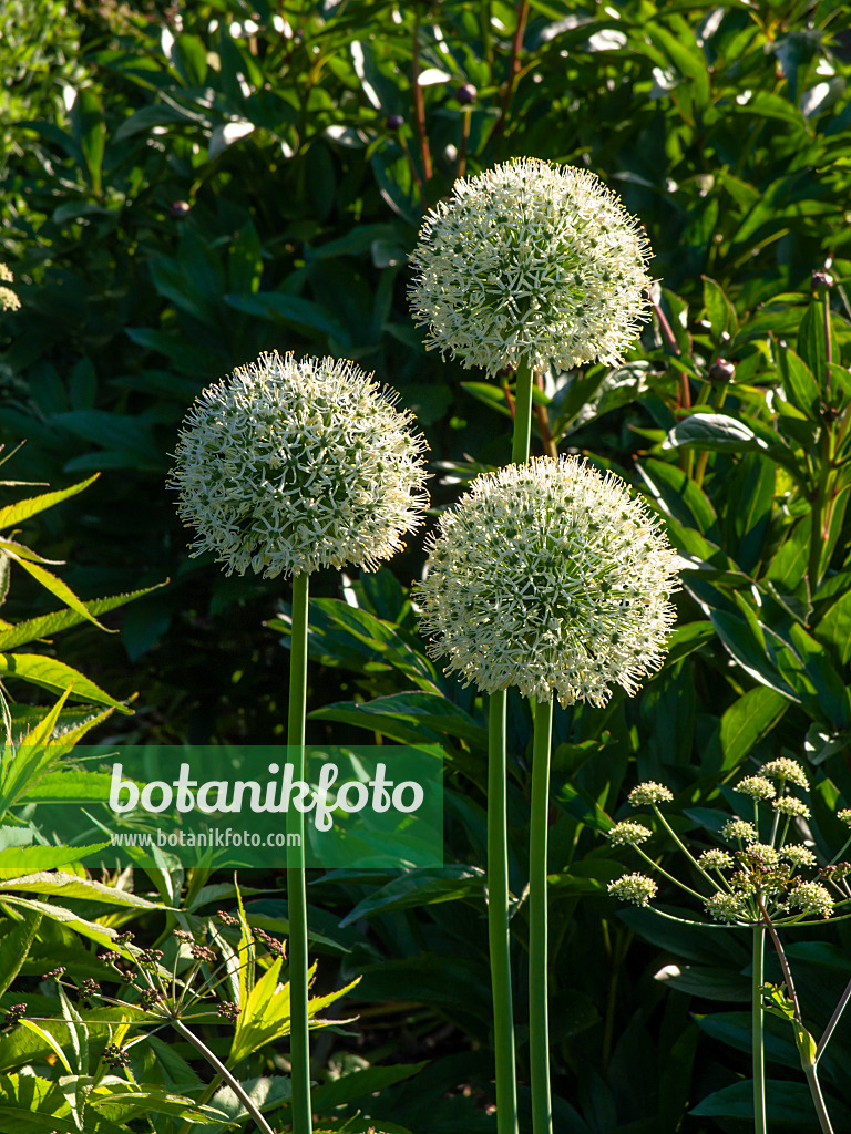 460150 - Persian shallot (Allium stipitatum 'Mont Blanc')