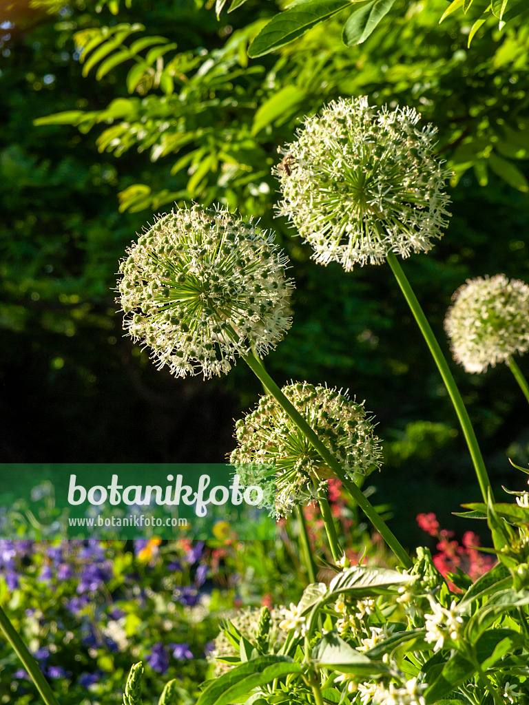 460151 - Persian shallot (Allium stipitatum 'Mount Everest')