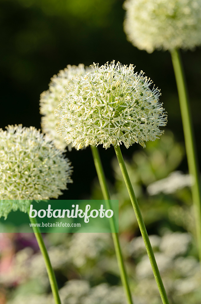 496092 - Persian shallot (Allium stipitatum 'Mount Everest')