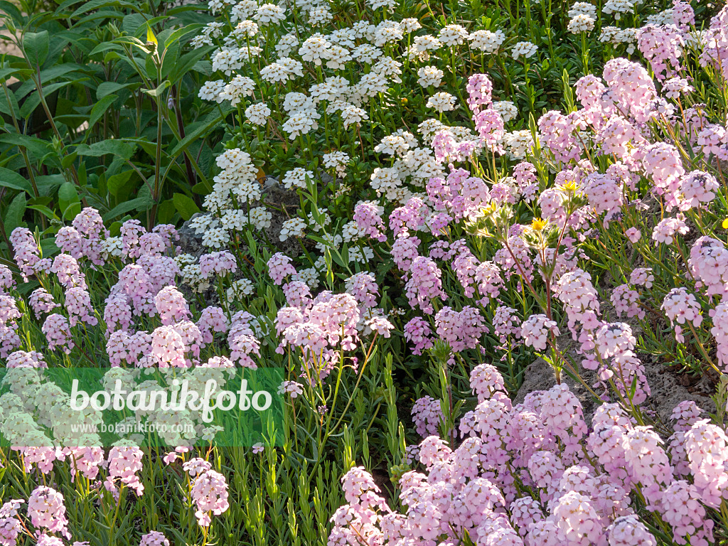 413033 - Persian stone cress (Aethionema grandiflorum)