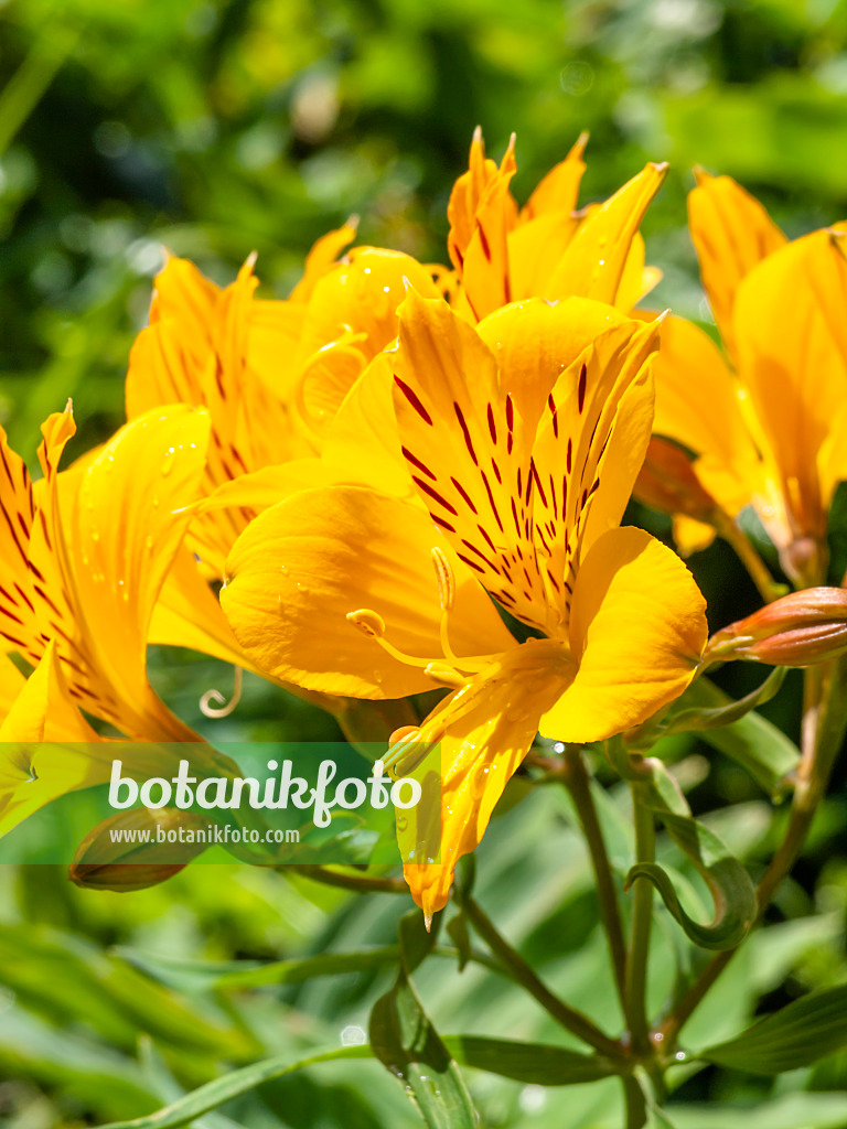 450047 - Peruvian lily (Alstroemeria aurea)