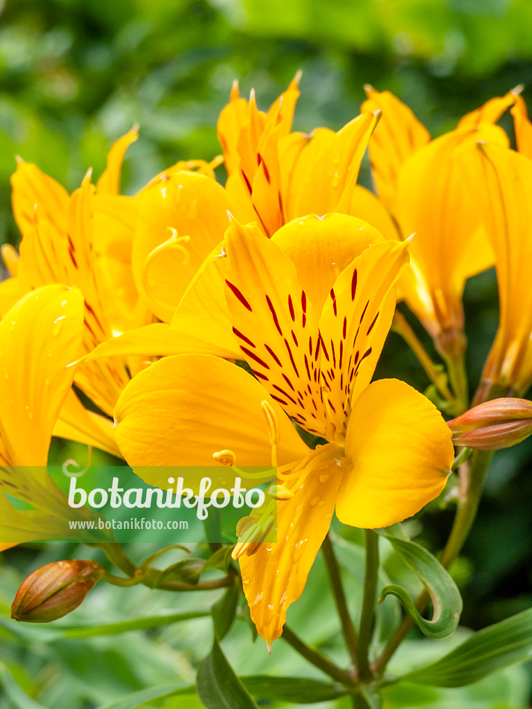 450048 - Peruvian lily (Alstroemeria aurea)