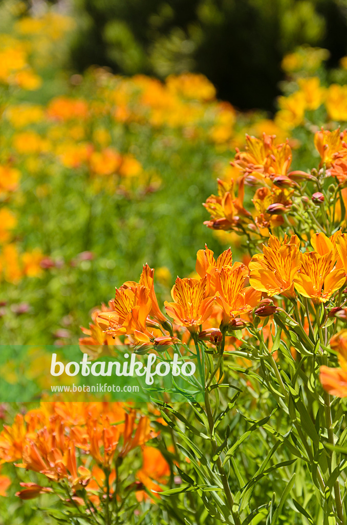 508427 - Peruvian lily (Alstroemeria aurea)