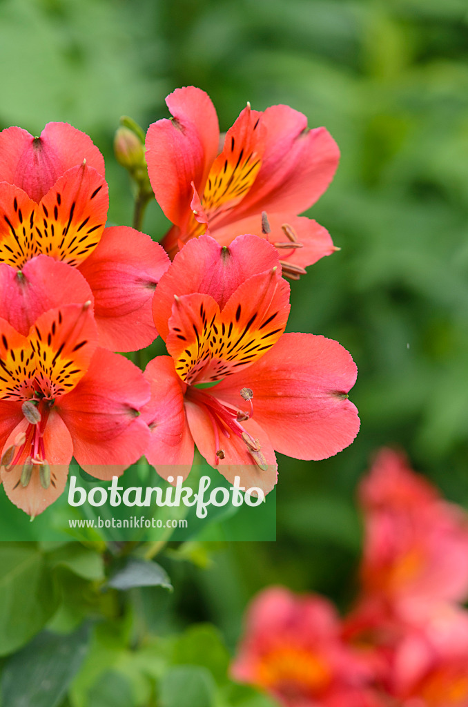 521307 - Peruvian lily (Alstroemeria Mars)