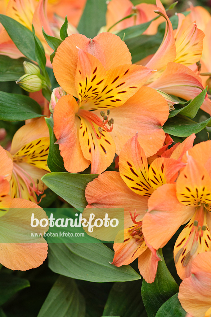 473217 - Peruvian lily (Alstroemeria Mathilde)