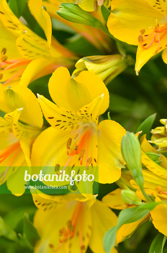 571067 - Peruvian lily (Alstroemeria Senna)