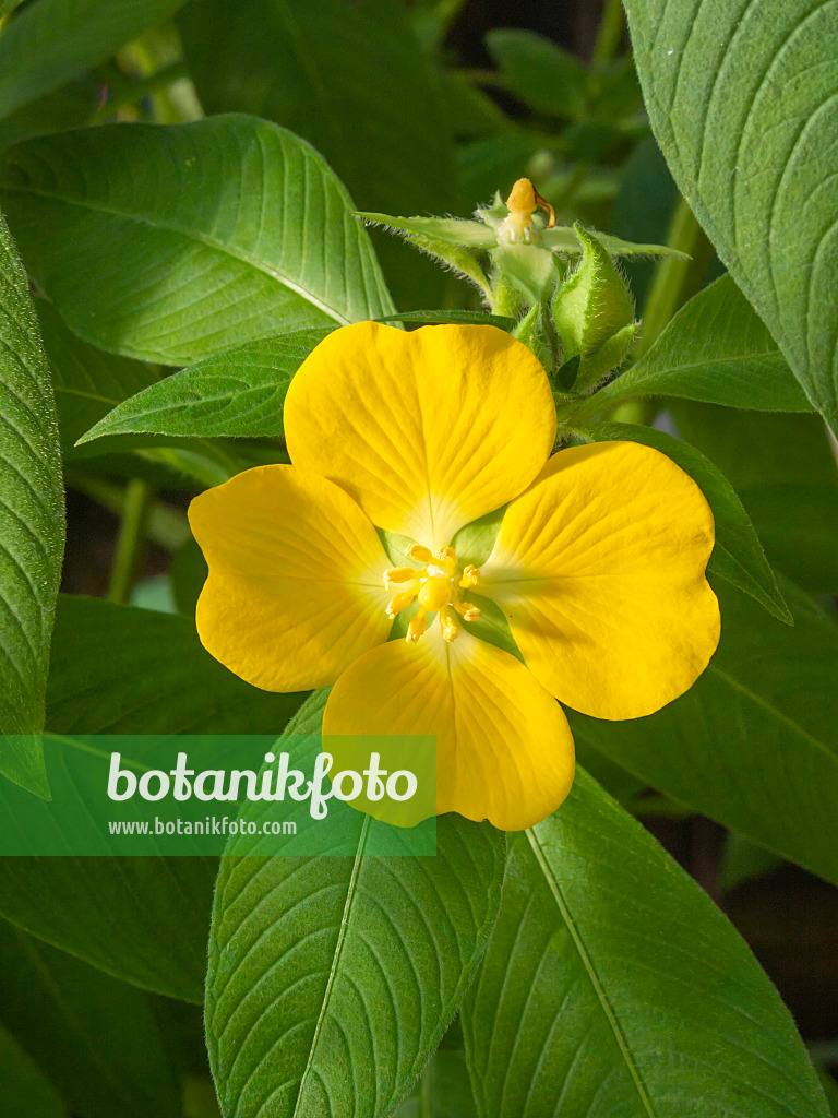 406012 - Peruvian water primrose (Ludwigia peruviana)