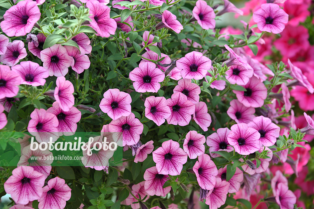 517099 - Petunia (Petunia Surfinia Purple Vein)