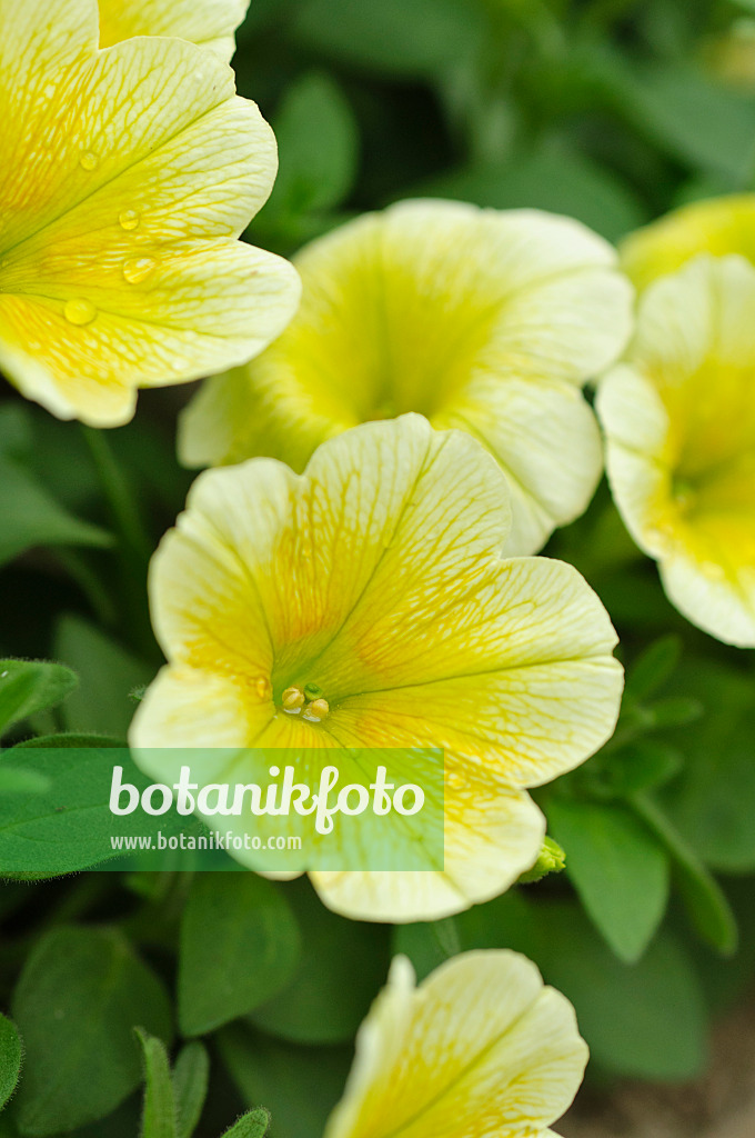 484095 - Petunia (Petunia Surfinia Table Yellow)