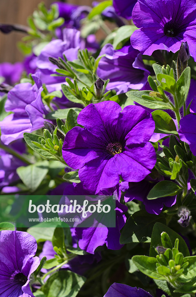 496382 - Petunia (Petunia Surfinia Violet)