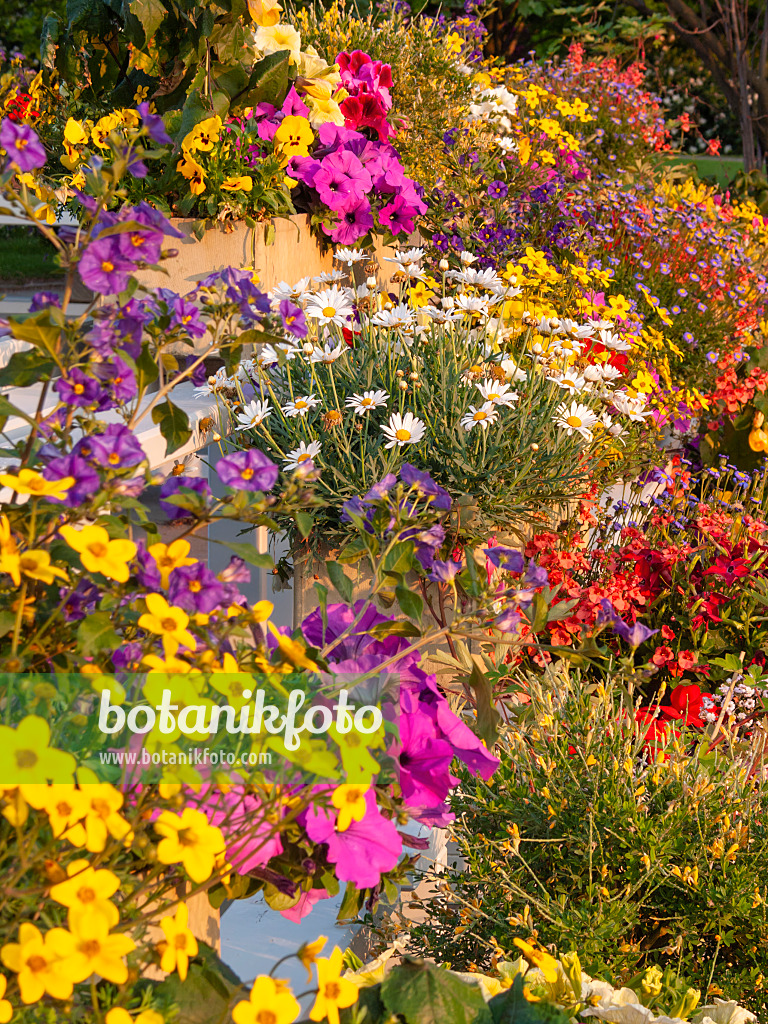 401220 - Petunias (Petunia), beggarticks (Bidens) and daisies (Leucanthemum)