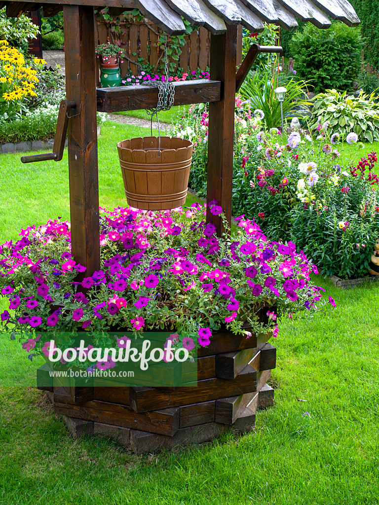 441007 - Petunias (Petunia) in a fountain