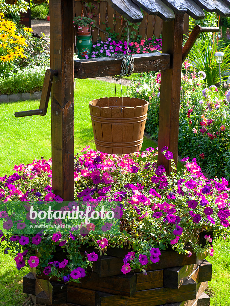 441008 - Petunias (Petunia) in a fountain