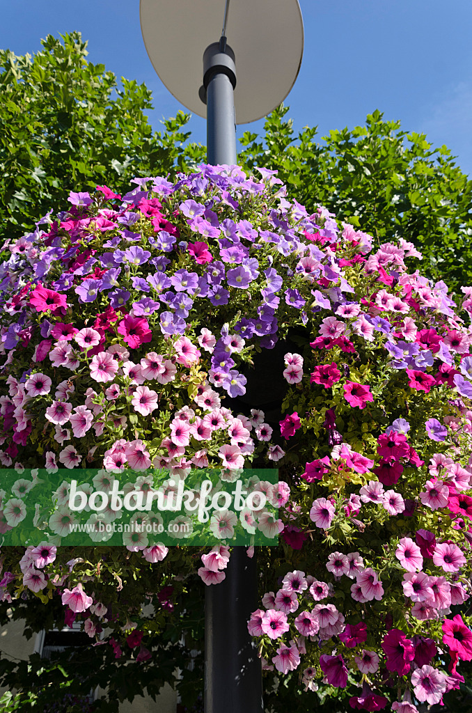 571052 - Petunias (Petunia) in a hanging basket