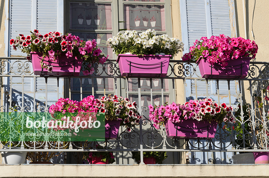 533206 - Petunias (Petunia) in flower boxes