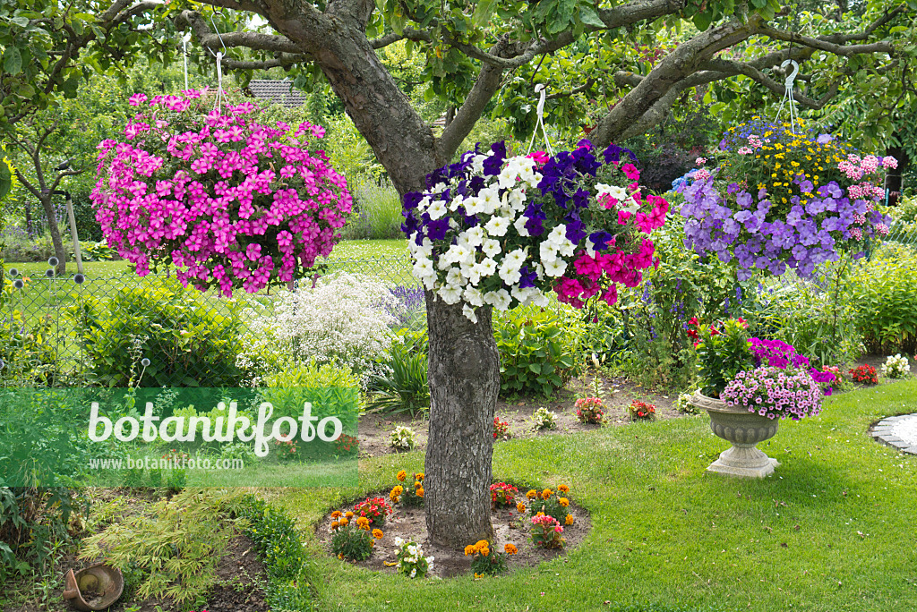 558319 - Petunias (Petunia) in hanging baskets