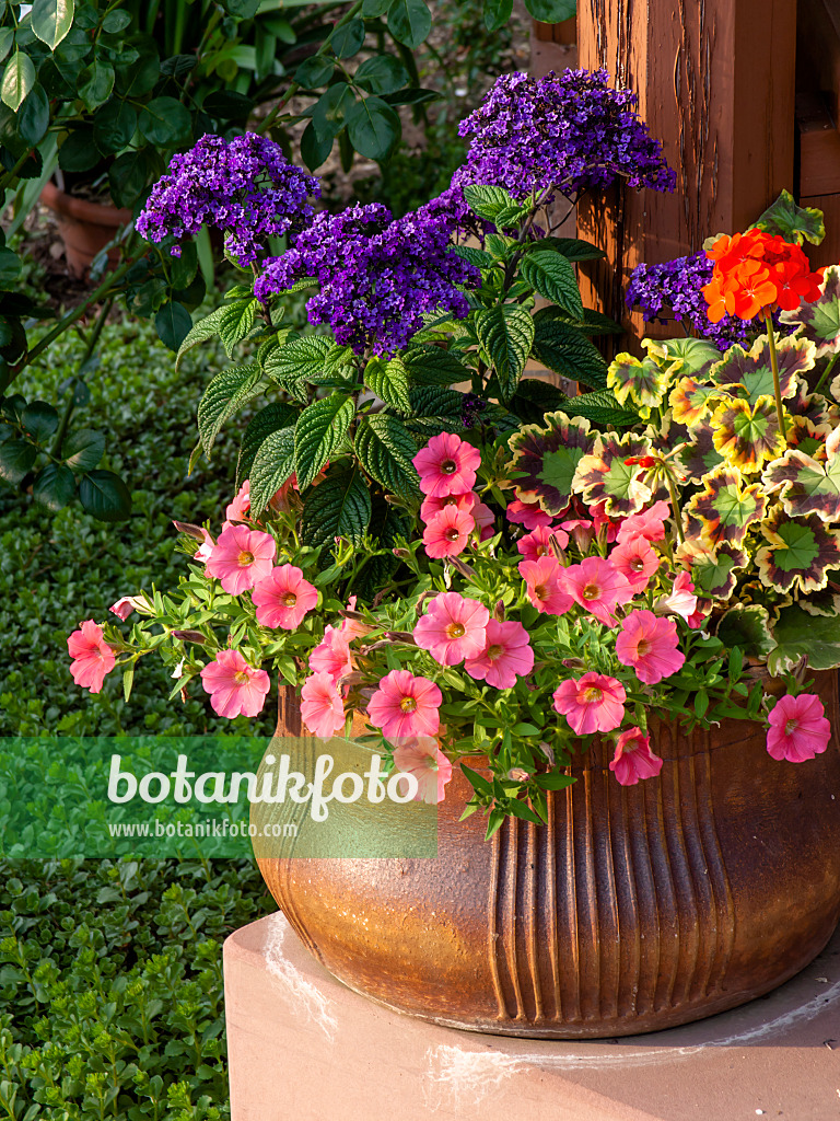 461066 - Petunias (Petunia), pelargoniums (Pelargonium) and heliotropes (Heliotropium)