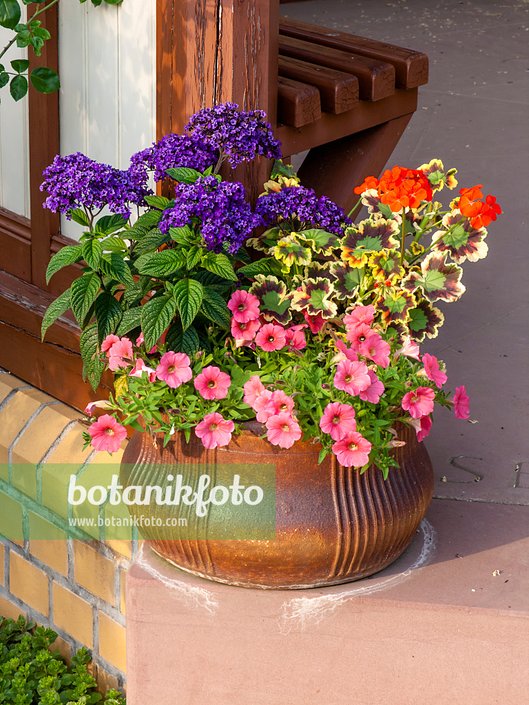 461067 - Petunias (Petunia), pelargoniums (Pelargonium) and heliotropes (Heliotropium)