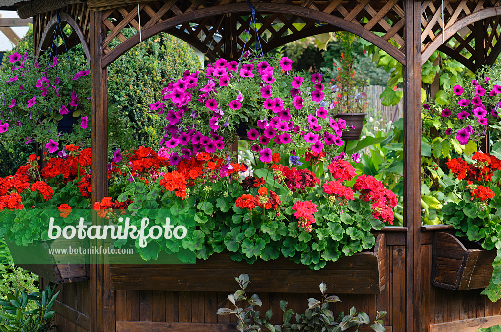 474328 - Petunias (Petunia) and pelargoniums (Pelargonium)