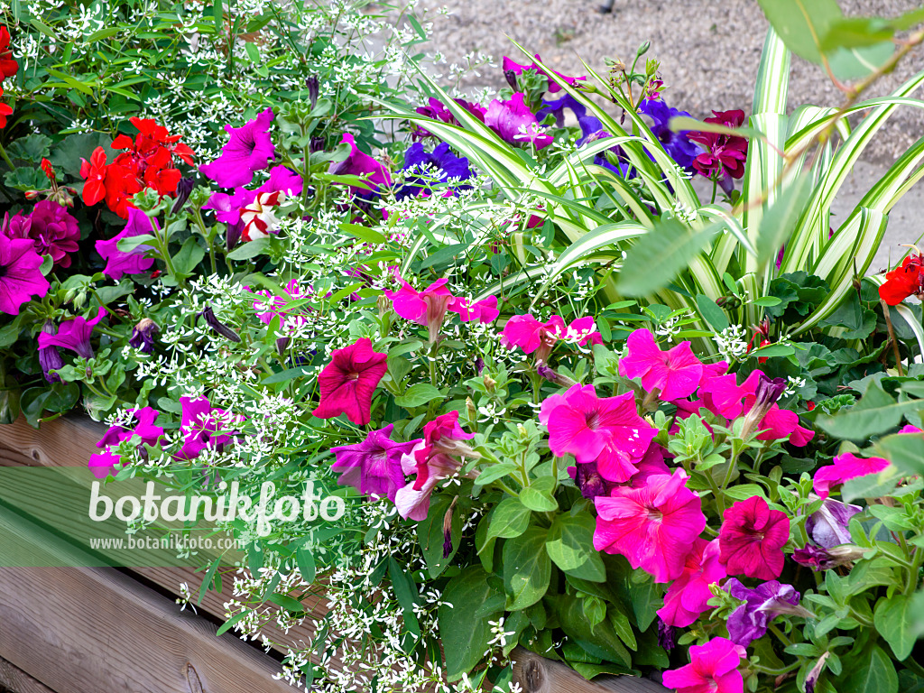 475249 - Petunias (Petunia) and spurge (Euphorbia hypericifolia 'Diamond Frost')